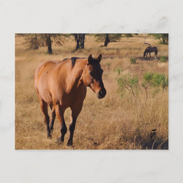 Cartão Postal De Anúncio em movimento (Frente)