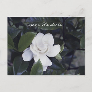 Cartão Postal De Anúncio Enchanting Gardenia Save The Date Postcard