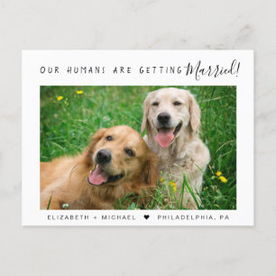 Cartão Postal De Anúncio Envolvimento Moderno de Fotos de Animais de Estima