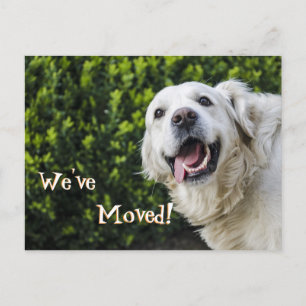 Cartão Postal De Anúncio Filhinho do ouro Retriever Movemos novo Endereço