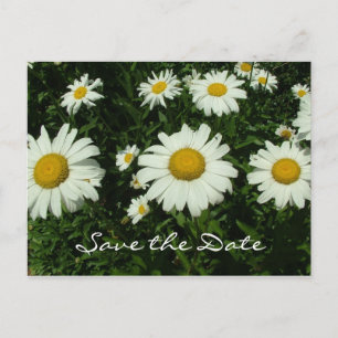 Cartão Postal De Anúncio flores de margarida branca, salve a data