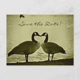 Cartão Postal De Anúncio Foto canadense dos gansos