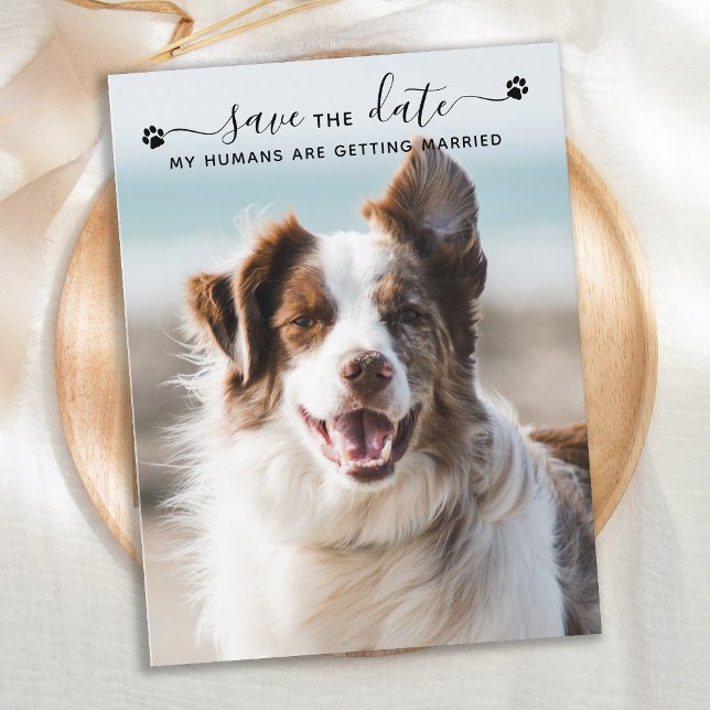 Cartão Postal De Anúncio Foto de Pet personalizada de Casamento de Cachorro (Criador carregado)