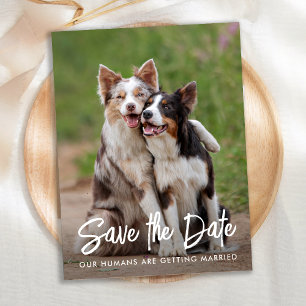 Cartão Postal De Anúncio Foto Personalizada De Pet De Casamento De Cão Salv