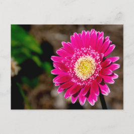 Cartão Postal De Anúncio Garvinea Sweet Fiesta Gerber Daisy