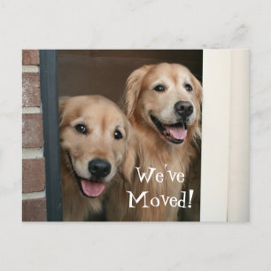 Cartão Postal De Anúncio Golden retriever nós movemos o endereço novo