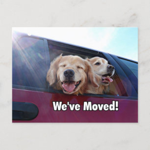 Cartão Postal De Anúncio Golden retriever nós movemos o endereço novo