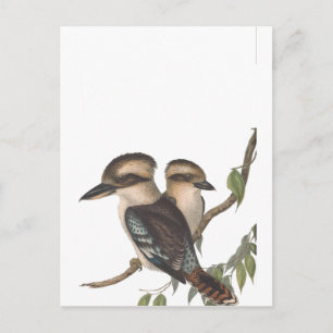 Cartão Postal De Anúncio Gould Kookaburra Australiana