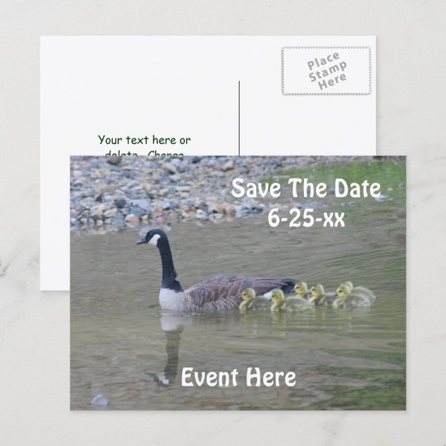 Cartão Postal De Anúncio Guardar a Data Gansos do Canadá Natureza  (Frente/Verso)