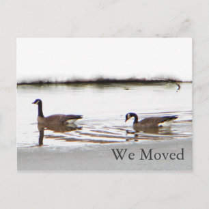 Cartão Postal De Anúncio Honkers - Canadá Geese