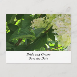 Cartão Postal De Anúncio Hortênsias de Casamento Brancas