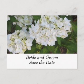 Cartão Postal De Anúncio Hortênsias de Casamento Brancas