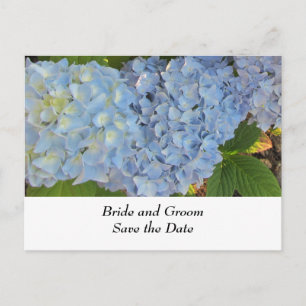 Cartão Postal De Anúncio Hydrangeas azuis e malva do casamento