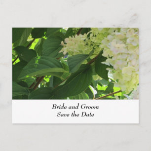 Cartão Postal De Anúncio Hydrangeas de Casamento Branco