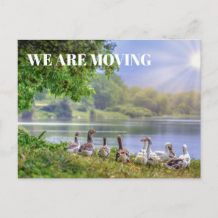 Cartão Postal De Anúncio Lago de Gansos Selvagens Céu Azul Mudança de Ender