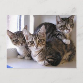 Cartão Postal De Anúncio Laurie, Larry & Louie