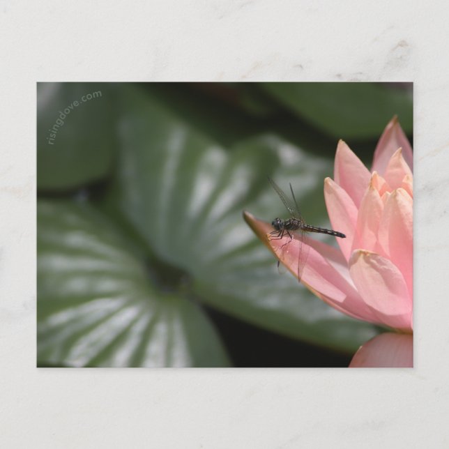 Cartão Postal De Anúncio Libélulas em um Lago Suburbano (Frente)