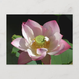 Cartão Postal De Anúncio Lotus