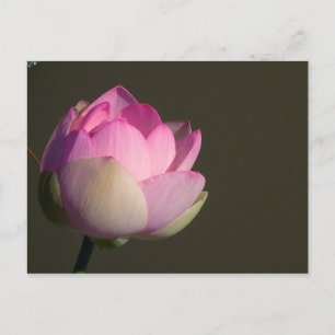 Cartão Postal De Anúncio Lótus Rosa