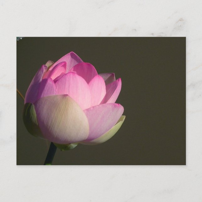 Cartão Postal De Anúncio Lótus Rosa (Frente)