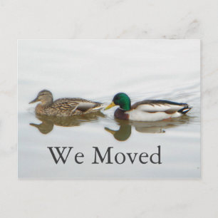 Cartão Postal De Anúncio Mallards
