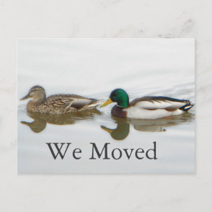 Cartão Postal De Anúncio Mallards