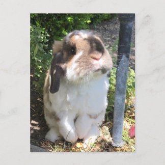 Cartão Postal De Anúncio Mande um pouco de fúria a alguém com esta pequena