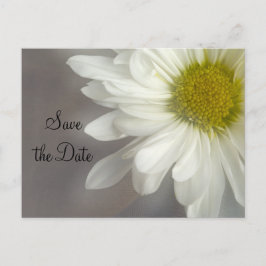 Cartão Postal De Anúncio Margarida Branca Suave no Casamento da Cinza Salve