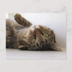 Cartão Postal De Anúncio Molly