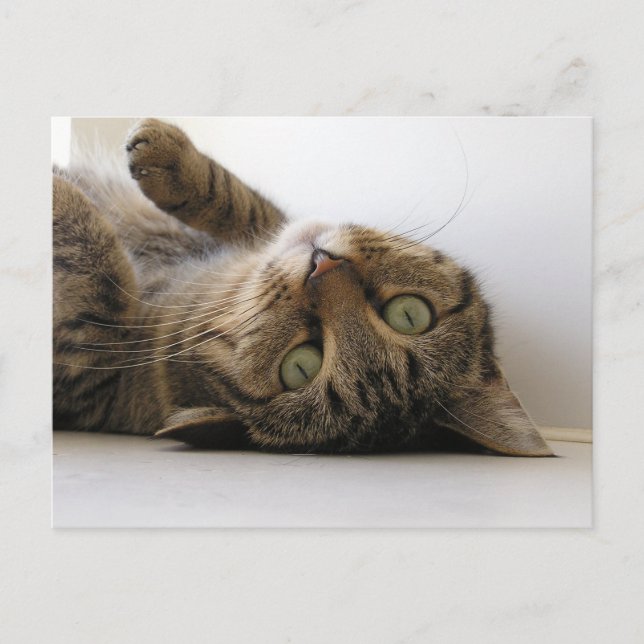 Cartão Postal De Anúncio Molly (Frente)