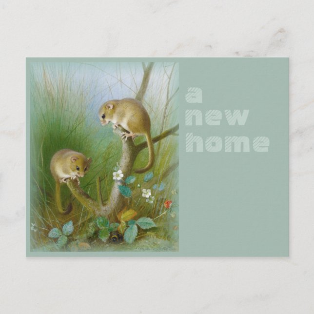 Cartão Postal De Anúncio Nova casa CC0112 Archibald Thorburn Dormice (Frente)