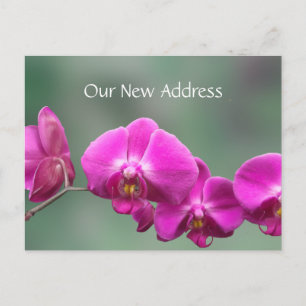 Cartão Postal De Anúncio Novo Endereço para Orquídeas Rosa