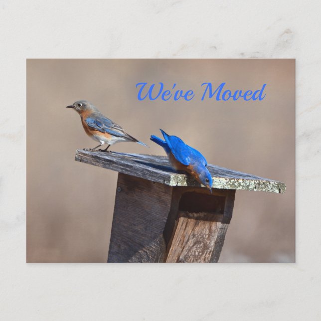 Cartão Postal De Anúncio Novo lançamento (Frente)