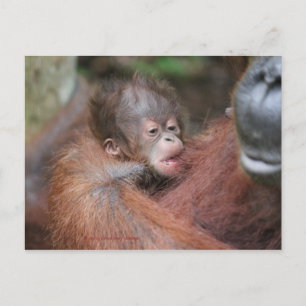 Cartão Postal De Anúncio O Novo Filho de Akmad no Campo Leakey