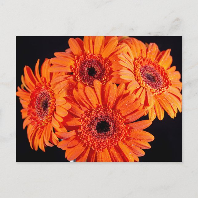 Cartão Postal De Anúncio Orange Gerber Daisies (Frente)