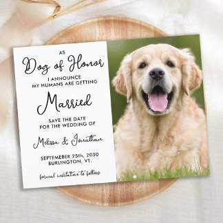 Cartão Postal De Anúncio Os Meus Humanos Casam-Se Com Casamento De Cachorro