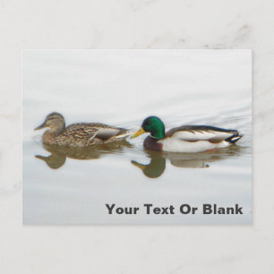 Cartão Postal De Anúncio Patos-reais