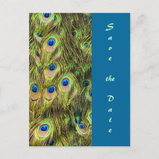 Cartão Postal De Anúncio Peacock Feather Salve o Cartão de Data