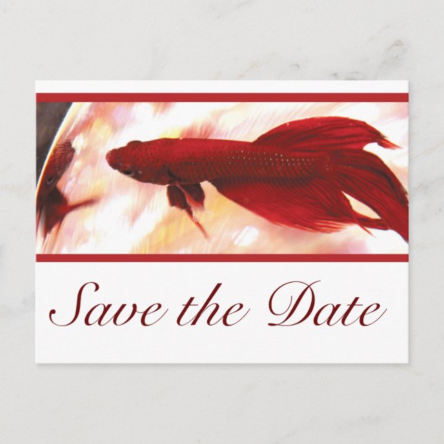Cartão Postal De Anúncio Peixe Betta Vermelho Salve a Data (Frente)