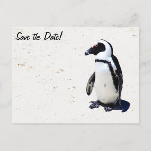 Cartão Postal De Anúncio Pinguim africano na praia dos pedregulhos, Cape
