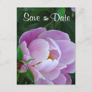 Cartão Postal De Anúncio Pink Peony Salve o Cartão-Postal de Data