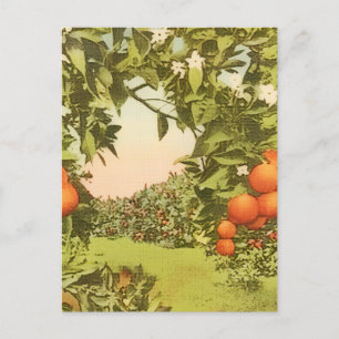 Cartão Postal De Anúncio Pomar de Laranja Vintage