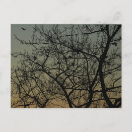 Cartão Postal De Anúncio "Robin Tree at Dawn"/Robin
