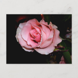 Cartão Postal De Anúncio Rosa Rosa