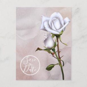 Cartão Postal De Anúncio Rosas Brancas Macias Românticas Elegantes Salve a 