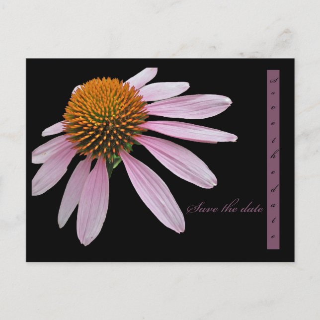 Cartão Postal De Anúncio Salvar data da Echinacea (Frente)