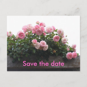 Cartão Postal De Anúncio Salve a data - rosas rosa