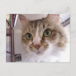 Cartão Postal De Anúncio Sandy