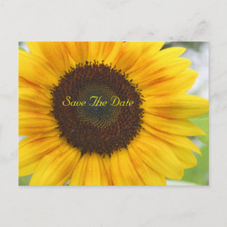 Cartão Postal De Anúncio Sunflower Save The Date Postcard