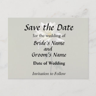 Cartão Postal De Anúncio Uma margarida branca